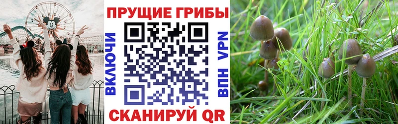 Галлюциногенные грибы Psilocybine cubensis  Комсомольск-на-Амуре 